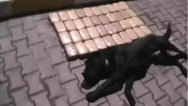 Polis Köpeği 'Dark', 22 Kilo Eroinin Bulunmasını Sağladı