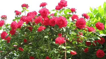 'Sevgililer Günü' Çiçek Talebini Patlattı