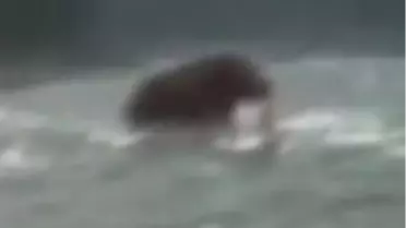 Sibirya'da Tüylü Mamut Görüntülendi!