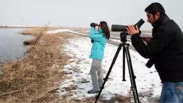 Iğdır'ın Sazlıklarında Sukuşlarını Saydılar