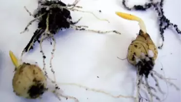 Kaçırılmak İstenen 57 Ters Lalele Soğanı Ana Vatanında