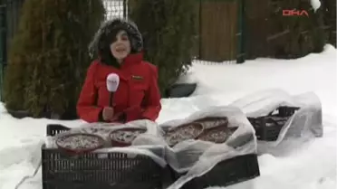 Kaçırılmak İstenen 57 Ters Lale Soğanı Ana Vatanında