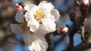 Araban Ovasında Badem Ağacı Çiçek Açtı