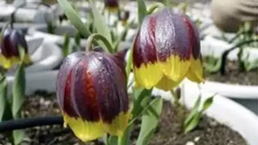 Dünya'da Çok Nadir Olarak Bulunan Endemik Ters Lale'ler Atatürk Üniversitesi'nde Üretilmeye Başlandı