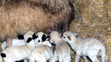 Niğde'de Bir Koyun Altız Doğurdu