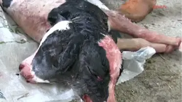 Burhaniye'de Çift Başlı Buzağı Şaşırttı