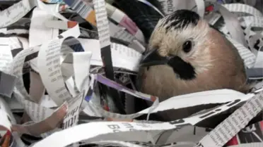 Kağızman'da Bulunan Alakarga Doğaya Salındı