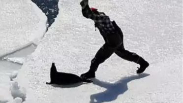 Kanada Fok Avını Sonlandırmayı Tartışıyor