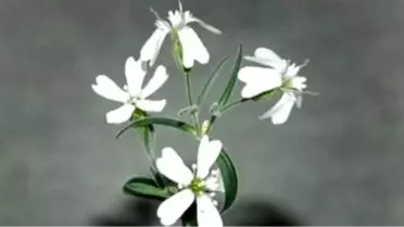 30.000 Yıl Sonra Geri Döndü!