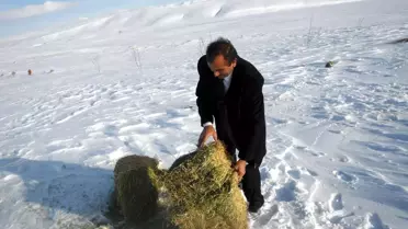 Sivas'ın Soğuğu Hayvanları da Etkiliyor