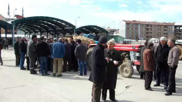 Üretici Sarımsak Fiyatlarından Şikayetçi