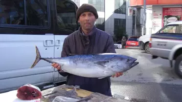 10 Kilo Ağırlığındaki Torik İlgi Görüyor