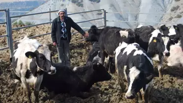 Canlı Hayvan Hırsızları Yakalandı