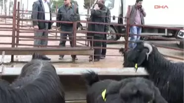 Ahmet Şık'ın Annesi Adağını Yerine Getirdi