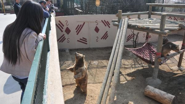 Yumuk ve Yumoş Kış Uykusundan Uyandı