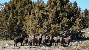 Yaban Domuzu Sürüsünü Görüntüledi