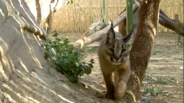Fotokapanlı Karakulak İzlemesi