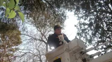 Ağaçta Mahsur Kalan Kediyi İtfaiye Kurtardı