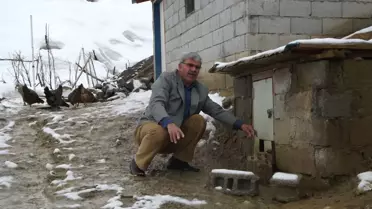 Hizan'da Tavuklara Sansar Saldırısı