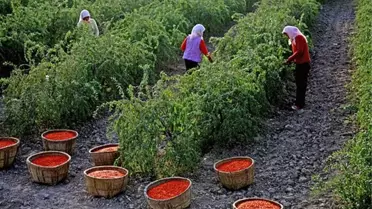 Çiftçinin Yeni Gözdesi Kurt Üzümü