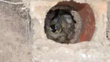 Karabaş Ötleğen, Bıldırcın Yavrularını Besliyor
