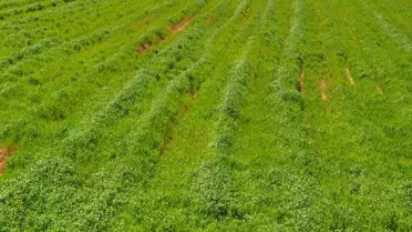 Nisan Yuğmuru Çiftçiyi Sevindirdi