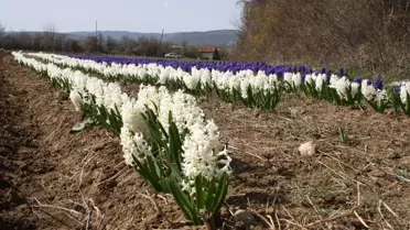 Kastamonu'da Baharın Sembolü 'Sümbül' Çiçek Açtı
