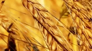 Kumluca Belediyesi Geleneksel 13. Tarım ve Seracılık Festivali