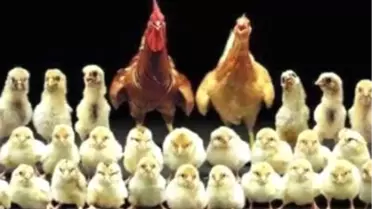 250 Milyon Tavuktan Keban Barajı Çıkaracak