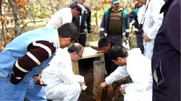 Eskişehir'de 25 Karınca Yuvası Nakledilecek