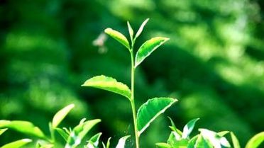 Çay Tarımı Alanları Belirlendi