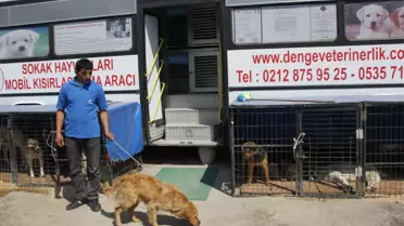 Çubuk'ta 'Sokak Hayvanlarını Kısırlaştır, Aşılat ve Yaşat' Kampanyası