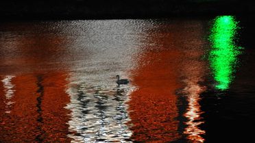 Yakamozda Yalnız Bir Kuğu