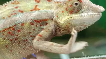 Dünyanın En Zehirli Yaratıkları Moskova'da Sergilendi