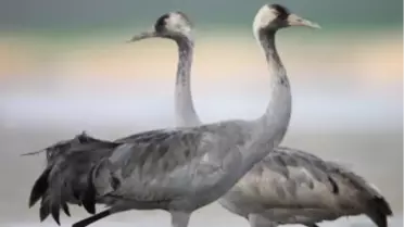 Anadolu Dağ Turnası Keşfedildi