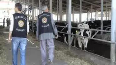 Gebe İnek Operasyonu