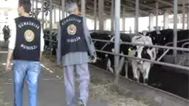 'Gebe İnek' Operasyonu