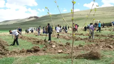 Şekerli'de Bin Çam ve Huş Fidesi Toprakla Buluştu