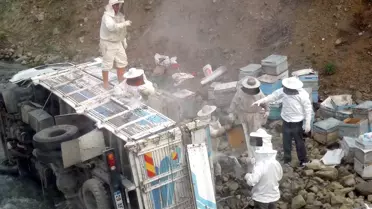 Erzincan'da Kamyon Devrilince Arılar Karayolunu İstila Etti