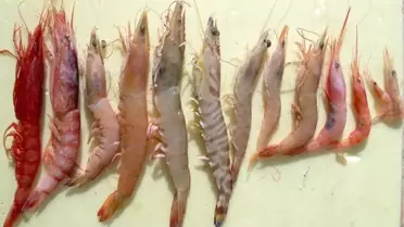 15 Tür Karides Akdeniz'e Göç Etti