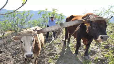 Aydınlı Çiftçiler Karasabandan Vazgeçmiyor
