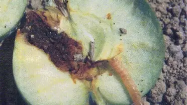 Elma İç Kurdu Zararlısında Mücadele Zamanı