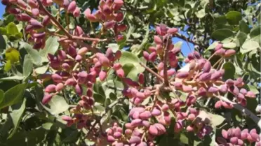 'Fıstığımız Bol Olsun' Projesi