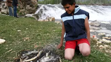 Van'da Balık Göçü Başladı