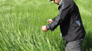 Kulu'da Süne ile Mücadele Başladı