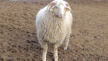 Beyşehir'de Yeni Koyun Irkı Geliştirme Seferberliği