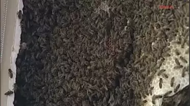 Kadıköy'de Arı İşgali Devam Ediyor 2