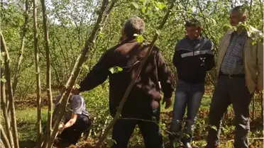 Sakarya'nın Karasu İlçesinde Bağ ve Fındıkta 5 Yıllık Entegre Mücadele Projesi (Em) Devam Ediyor