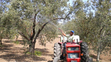 Zeytin Ağacı Sayısı 17 Milyona Ulaştı