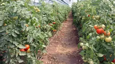 Arpa Buğday Yerine Domates Biber